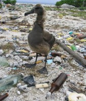 /album/galeria-de-fotos/lixo-mar-1-1-jpg/