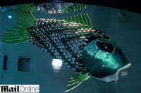 /album/galeria-de-fotos/peixe-robo-jpg/