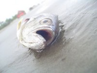 /album/galeria-de-fotos/poluicao-2-jpg/